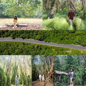 rừng tràm nguyên sinh